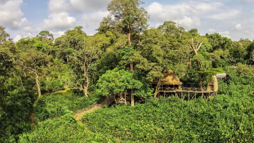 Ngoto Forest, Southwest CAR, Central African Republic